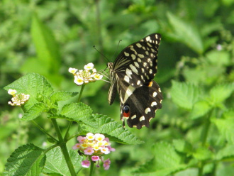 05 Papillon A Kpalime